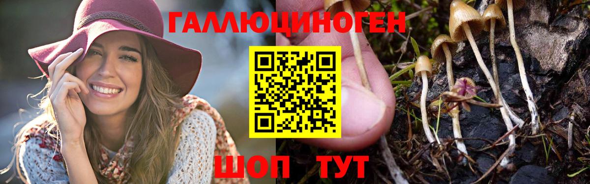 Псилоцибиновые грибы Psilocybe Можайск